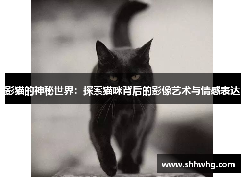 影猫的神秘世界：探索猫咪背后的影像艺术与情感表达